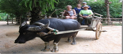 VIETNAM BUFFALOW CART